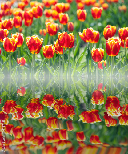 Fototapeta Naklejka Na Ścianę i Meble -  Red tulips in flower field reflected in water