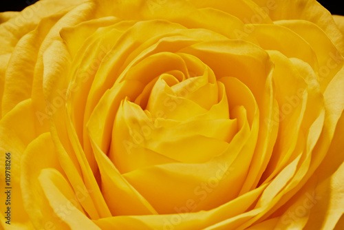 Yellow rose