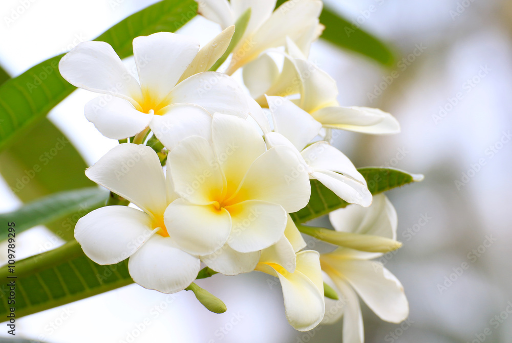 White Plumeria flowers beautiful White Plumeria flowers beautiful