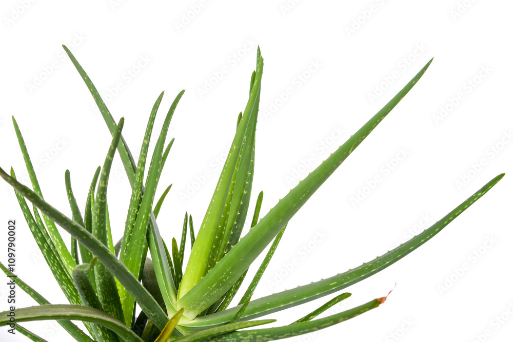 Fototapeta premium Aloe isolated on white background