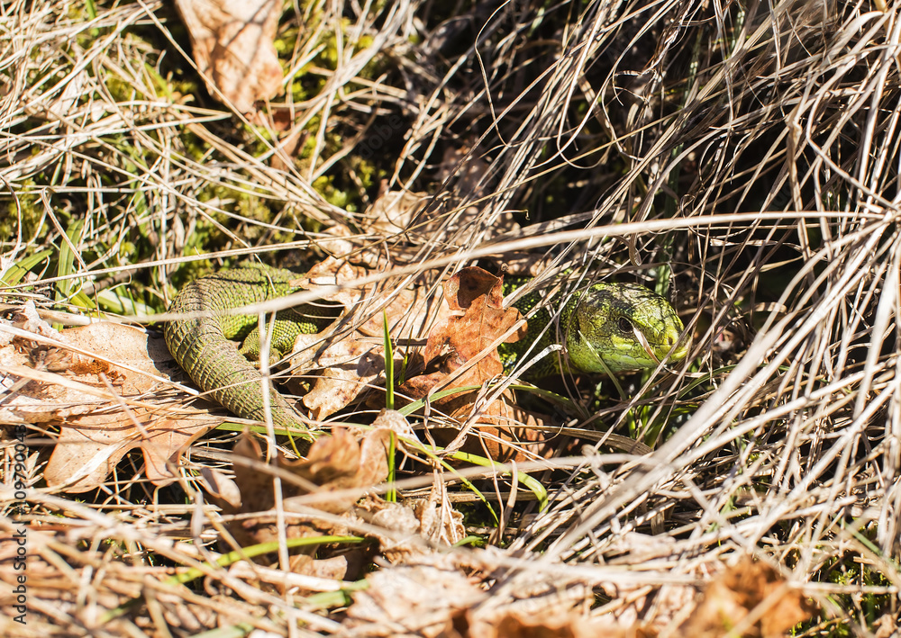 Green lizard hidding Green lizard hidding