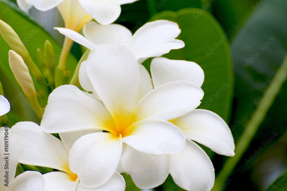 White Plumeria flowers beautiful White Plumeria flowers beautiful