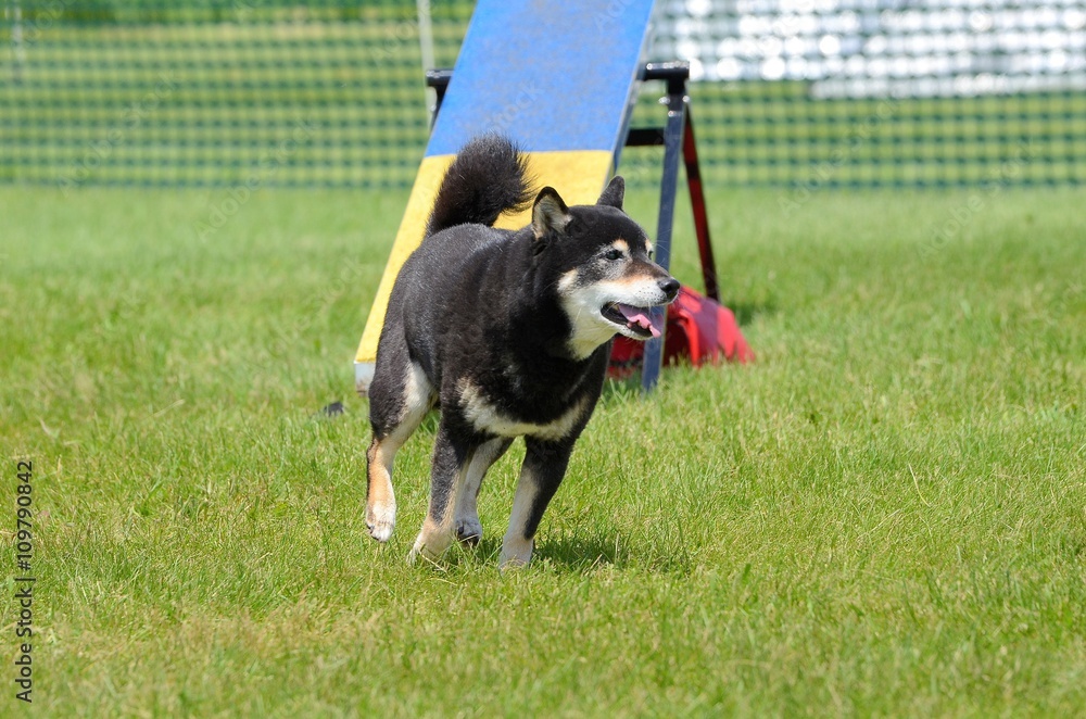 Shiba inu agility hotsell