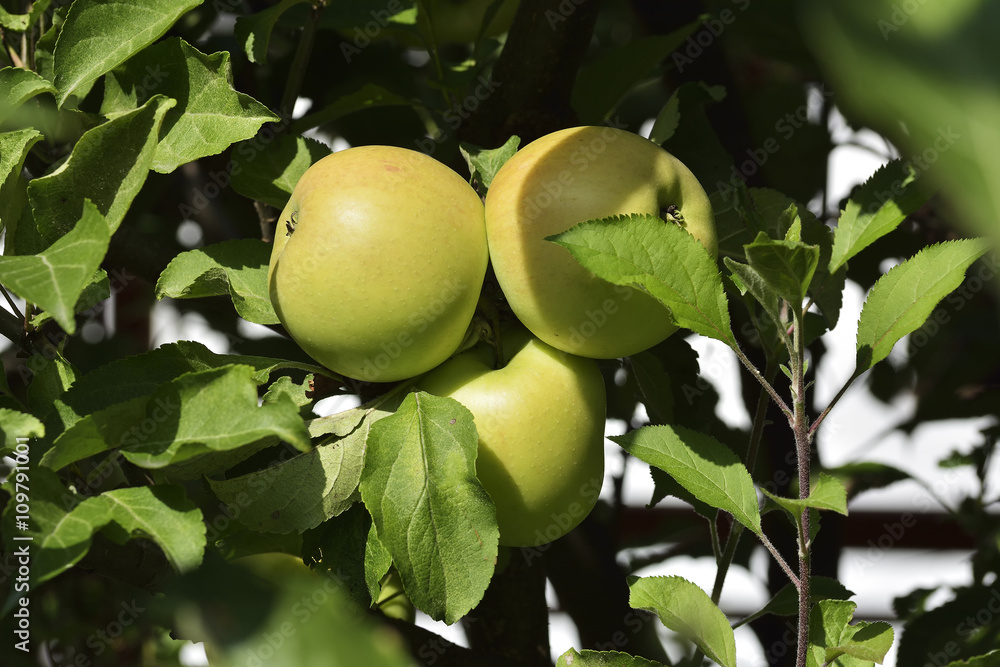 apples on apple tree branch