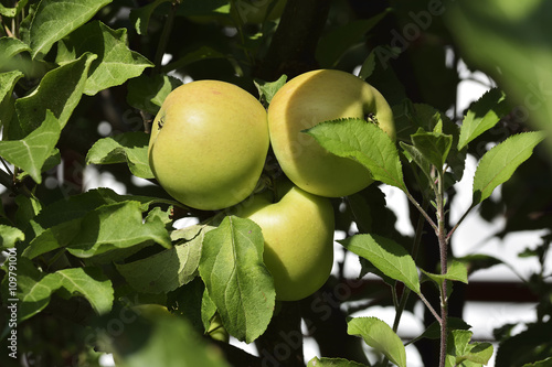 apples on apple tree branch