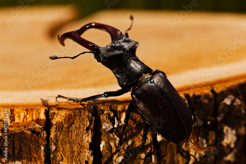 Stag beetle photo