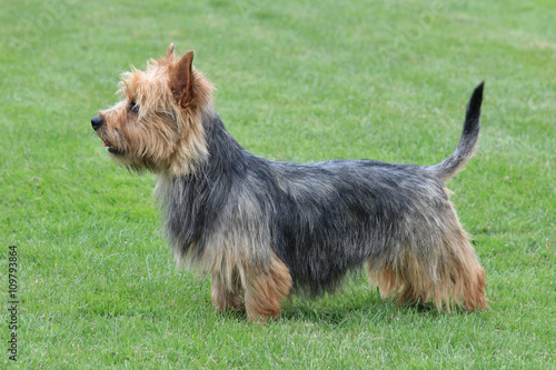 Tableau sur toile Typical  Australian Terrier in the garden