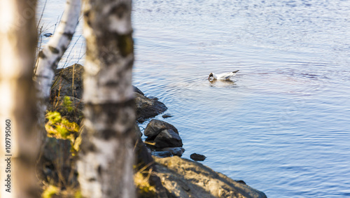 Black-Headed Gull in River © Emmoth