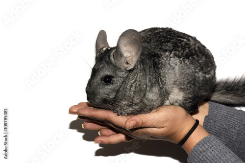 Young chinchilla on hands