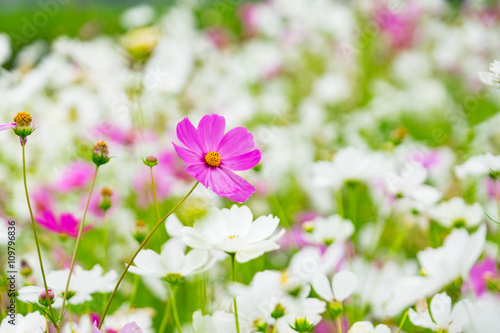 Cosmos flower field,spring background