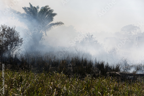 feu de savane en saison sèche en Guyane française photo