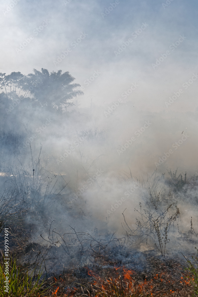 Feu de savane sur la route de Mana en Guyane française Feu de savane sur la route de Mana en Guyane française