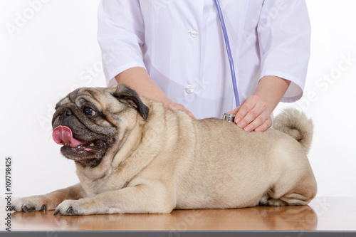 the vet listens with a stethoscope dog pug © dadoodas