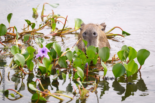 Capybara in the national park Esteros del Ibera  Argentina