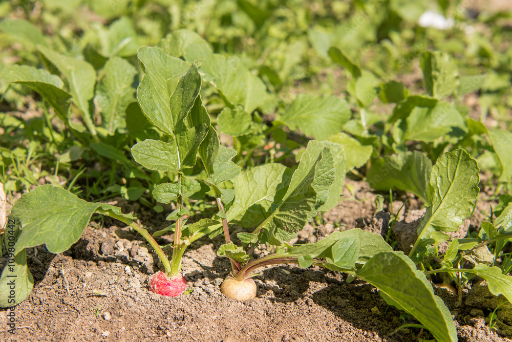 Radischen im Garten - weiß und rot Radischen im Garten - weiß und rot