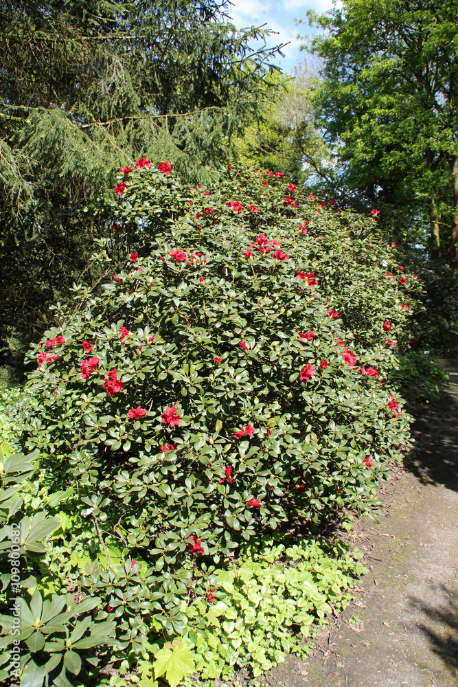 Ein Rhododendron Busch Ein Rhododendron Busch