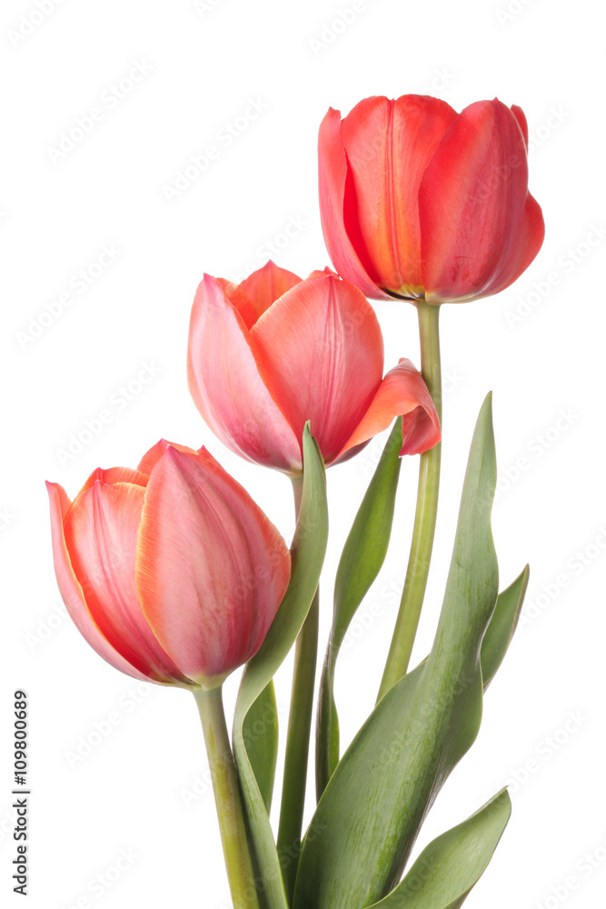 Tulips Tulips