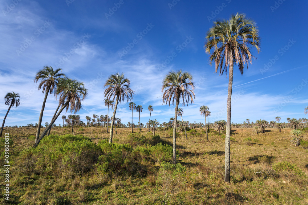 El Palmar National Park, Argentina