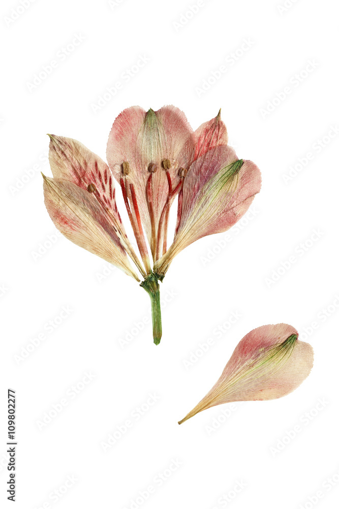 Pressed and dried flower alstroemeria. Isolated.