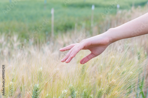 Woman's hand touch barley ears at sunset