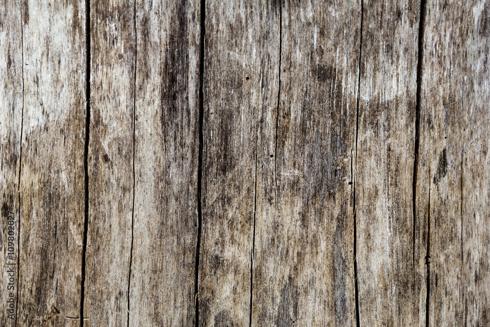 Fototapeta premium close up of wood texture for background