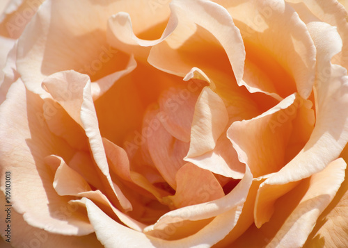 creamy orange rose close up