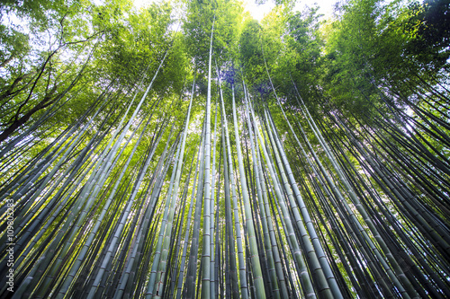 Beautiful Bamboo forest in Arashiyama at Kyoto - Bright Processi