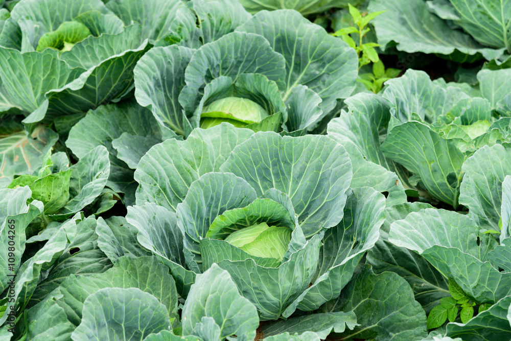 Cabbage farm on the hill in Thailand Cabbage farm on the hill in Thailand