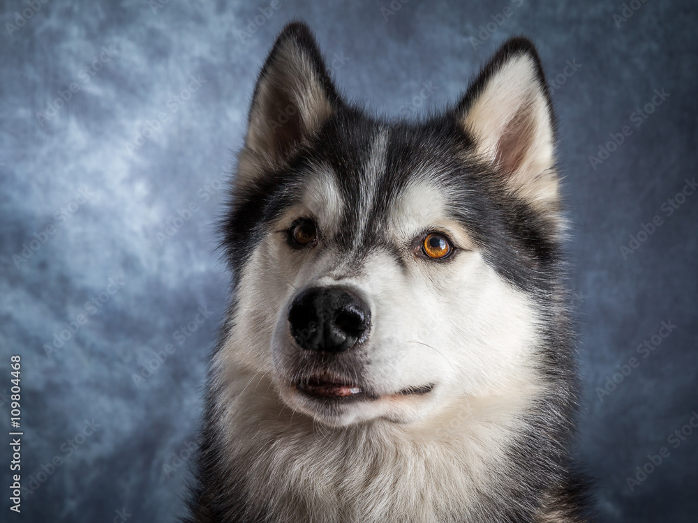 Husky Husky