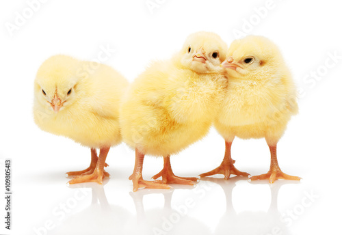 Wallpaper Mural Three small yellow chickens isolated on white background Torontodigital.ca