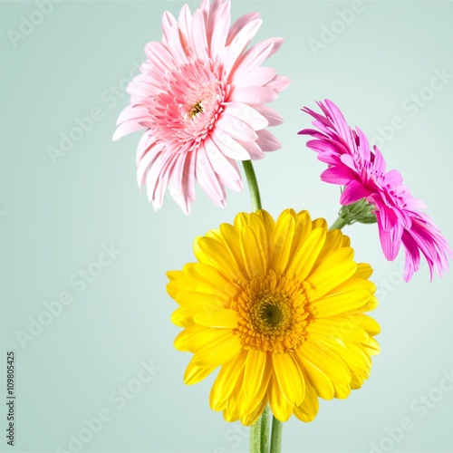 Gerbera Daisy.