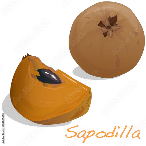 sapodilla fruit vector isolated