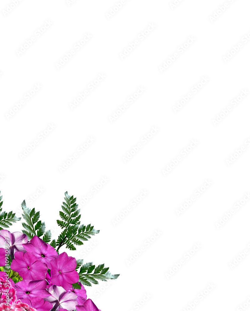 phlox flowers isolated on white background