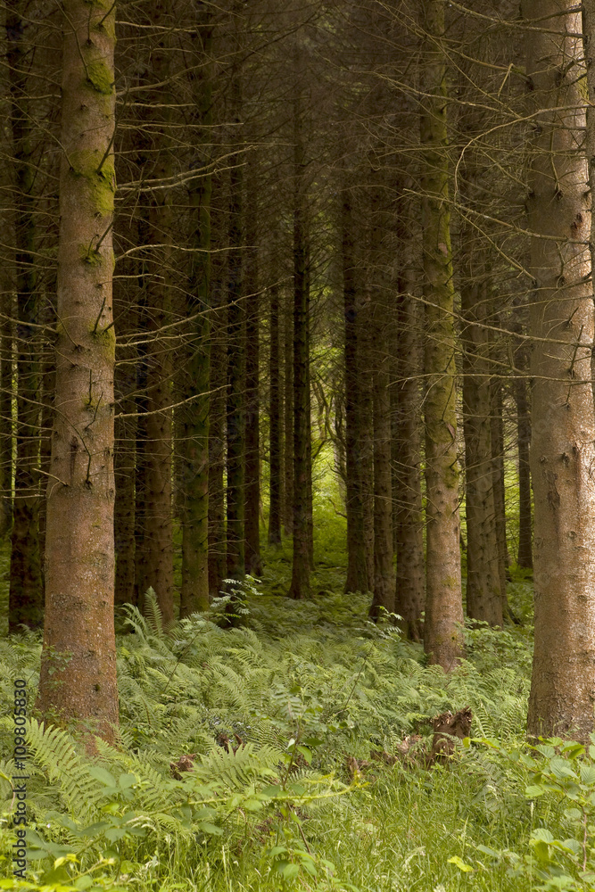 Naklejka premium Planted Pine Trees. Planted for harvesting, a pine plantation is found on the borders of the Brecon Beacons National Park in Wales, UK.