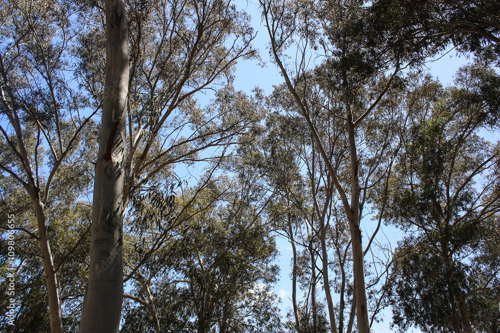 Eucaliptus trees