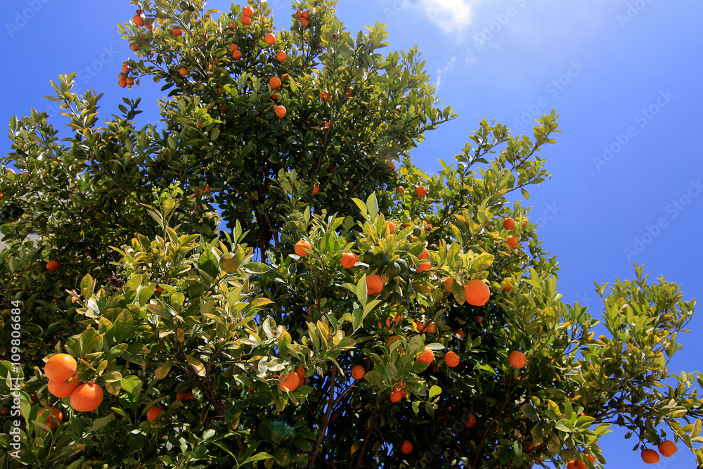 Tangerine tree in Greece