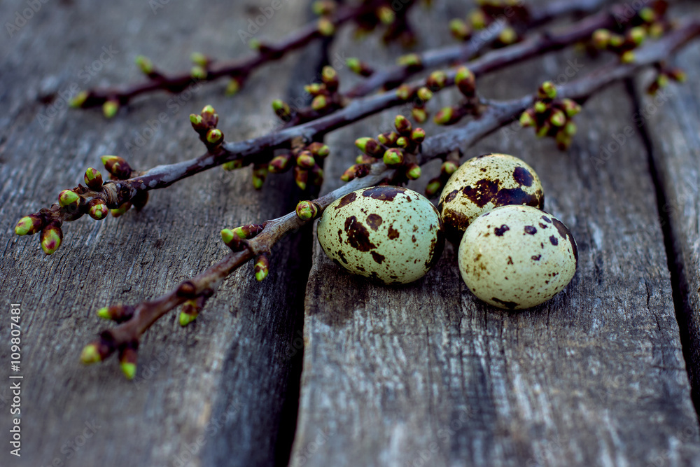 Obraz premium quail eggs with green branches with buds on the old wooden boards. Easter still life.