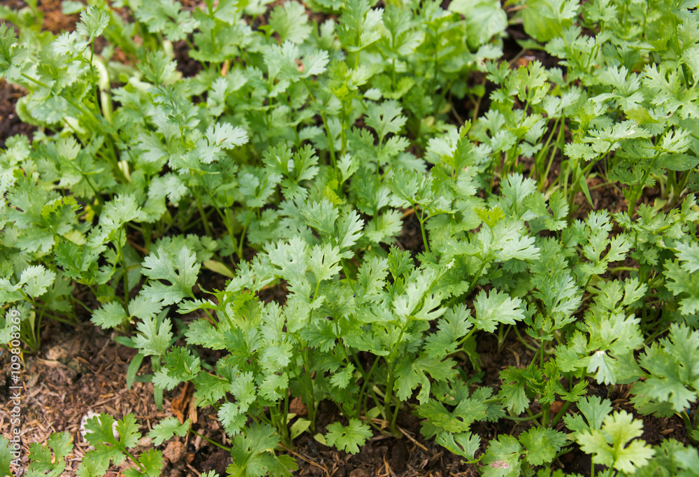 Parsley growing in garden Parsley growing in garden