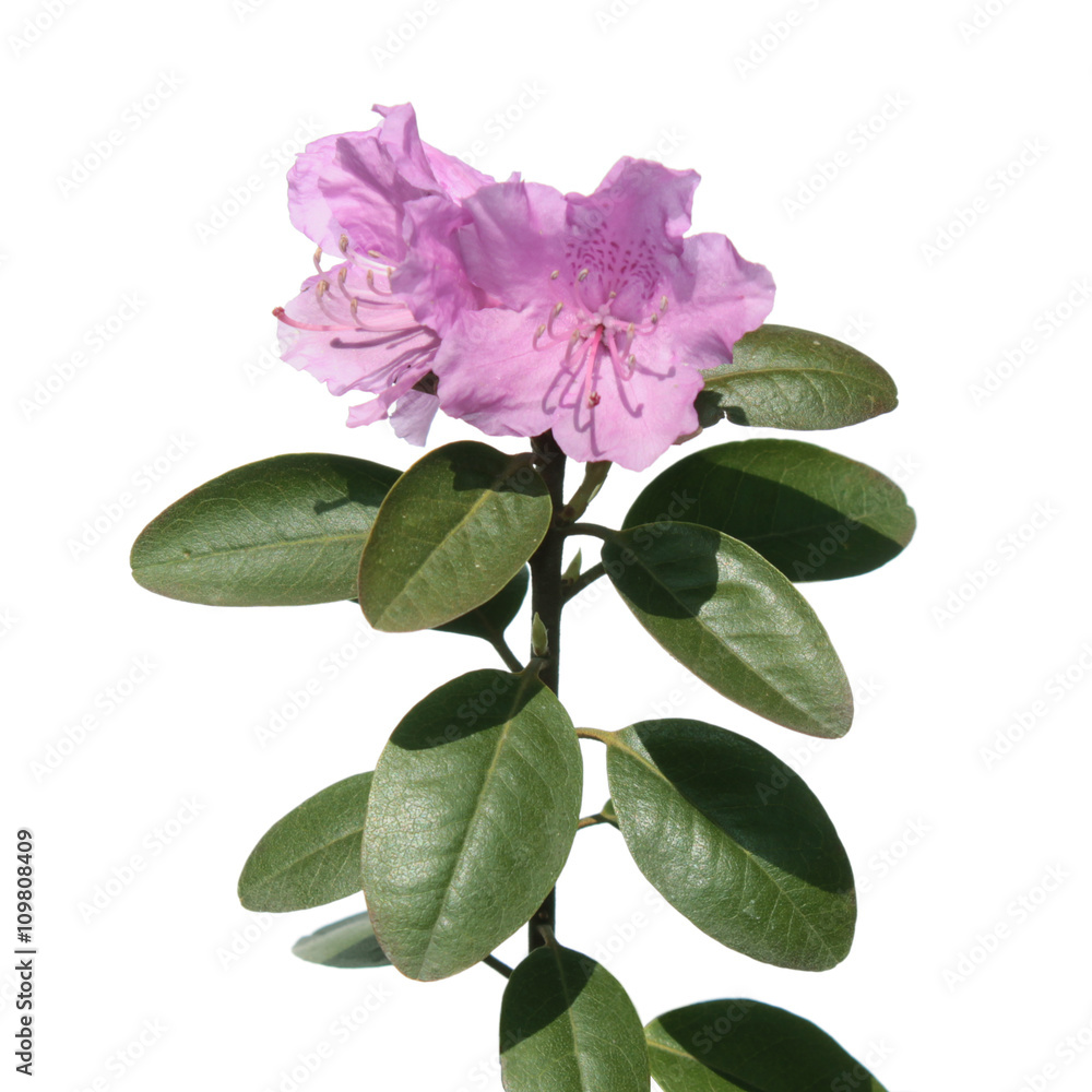 Pink Rhododendron flower isolated on white Pink Rhododendron flower isolated on white