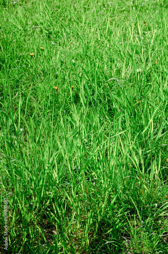verwilderte Frühlingswiese mit sehr langen Grashalmen