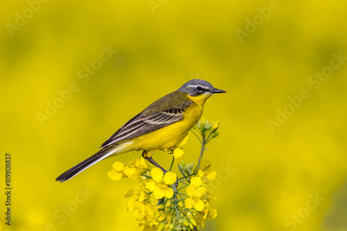Western yellow wagtail sitting on rapeseed field flower. Spring background. © Garmon