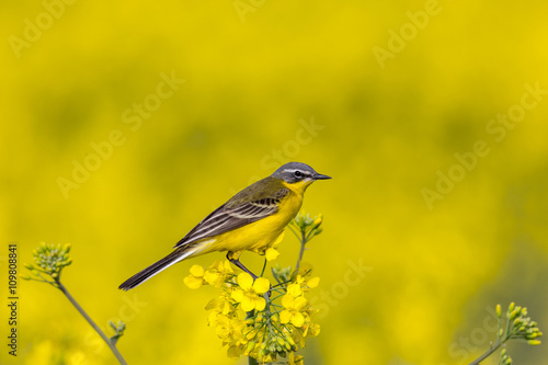 Western yellow wagtail sitting on rapeseed field flower. Spring background.