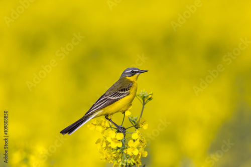 Western yellow wagtail sitting on rapeseed field flower. Spring background.