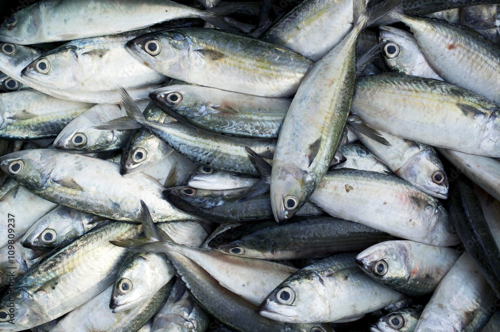 fresh fish fresh fish