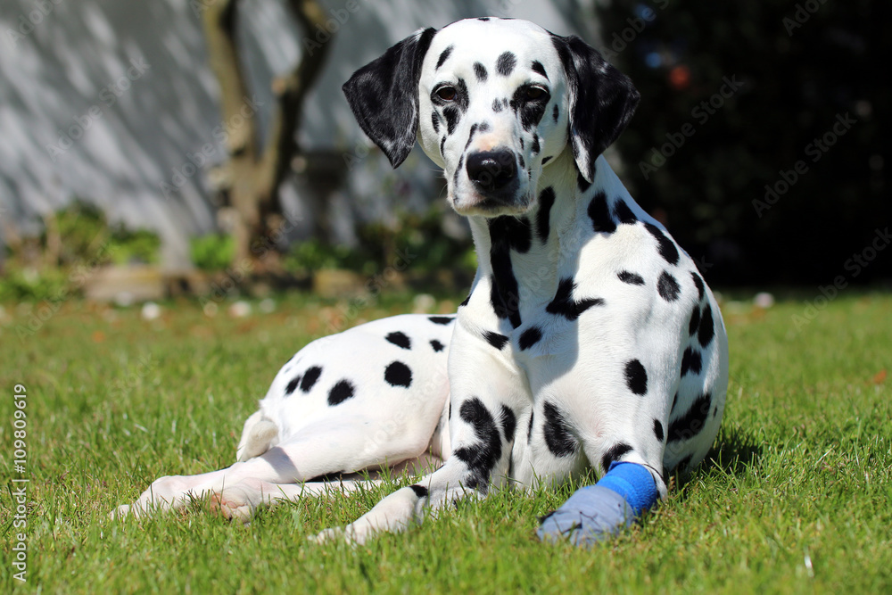 hund mit kranker Pfote, verbunden hund mit kranker Pfote, verbunden