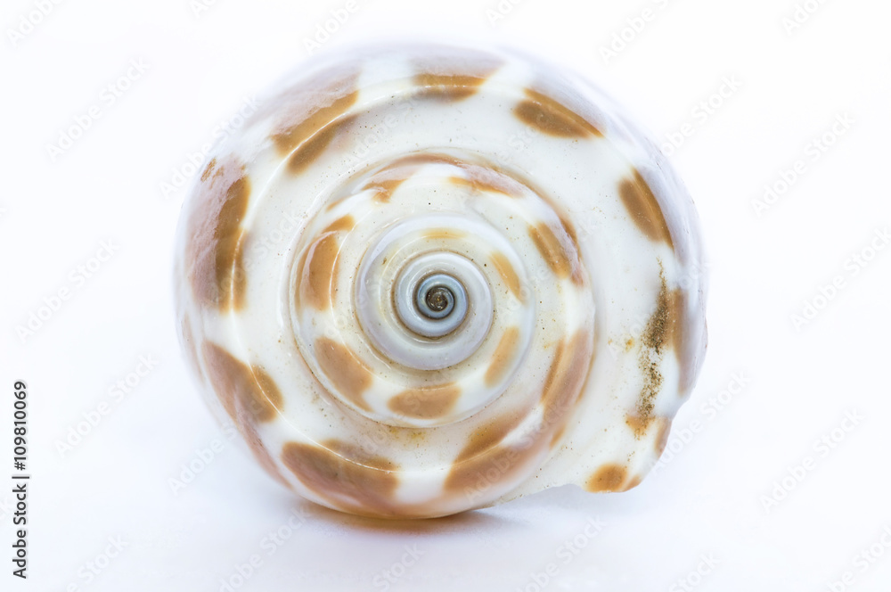 Conchiglia di Babylonia spirata Conchiglia di Babylonia spirata