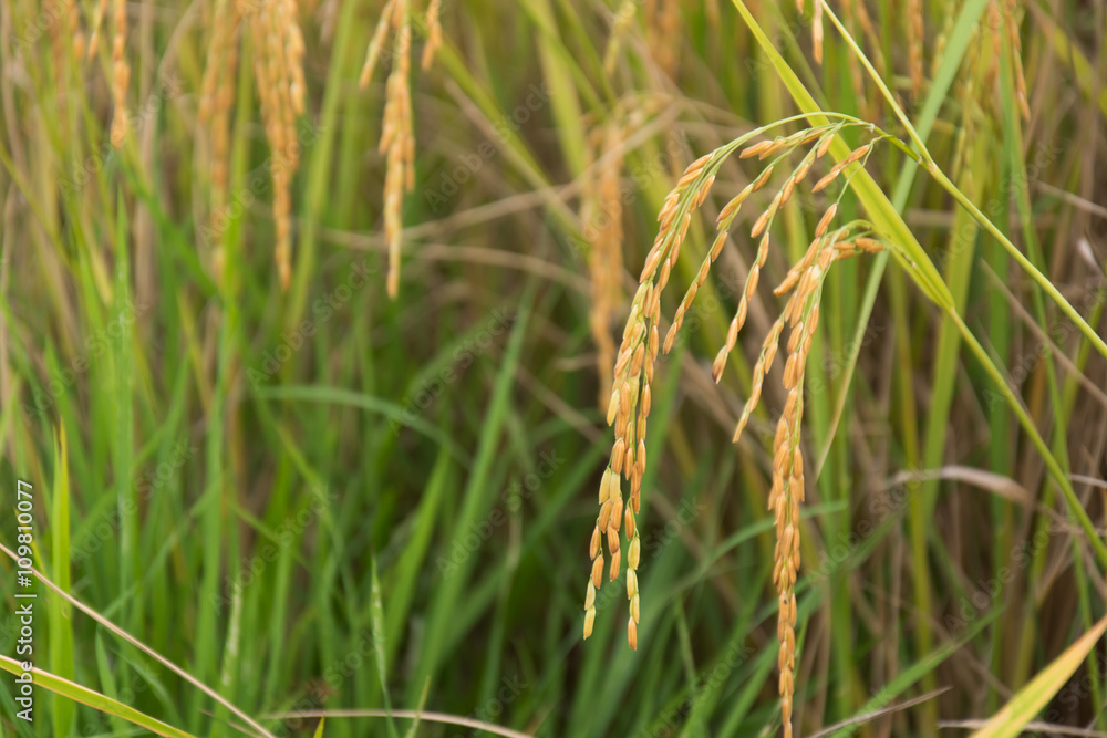 Rice spike in rice field