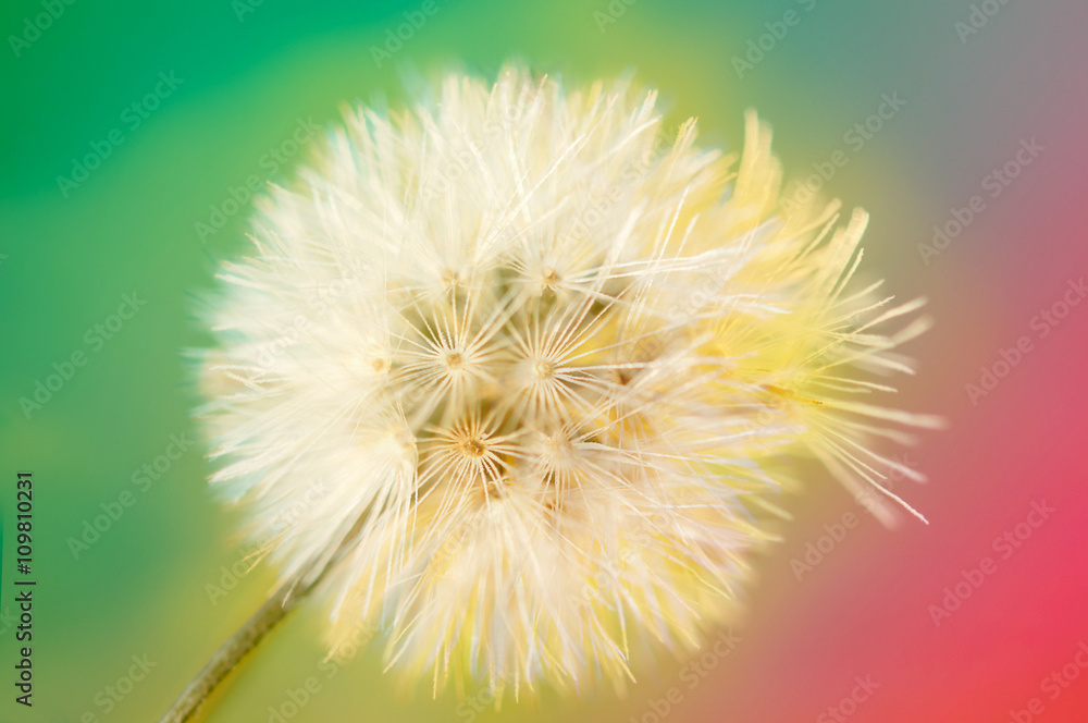 vintage color and Soft focus of Flowers Grass for background