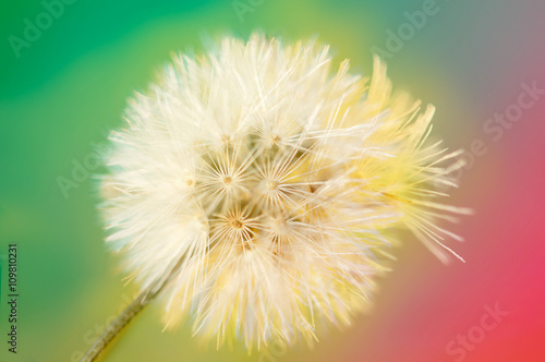 vintage color and Soft focus of Flowers Grass for background