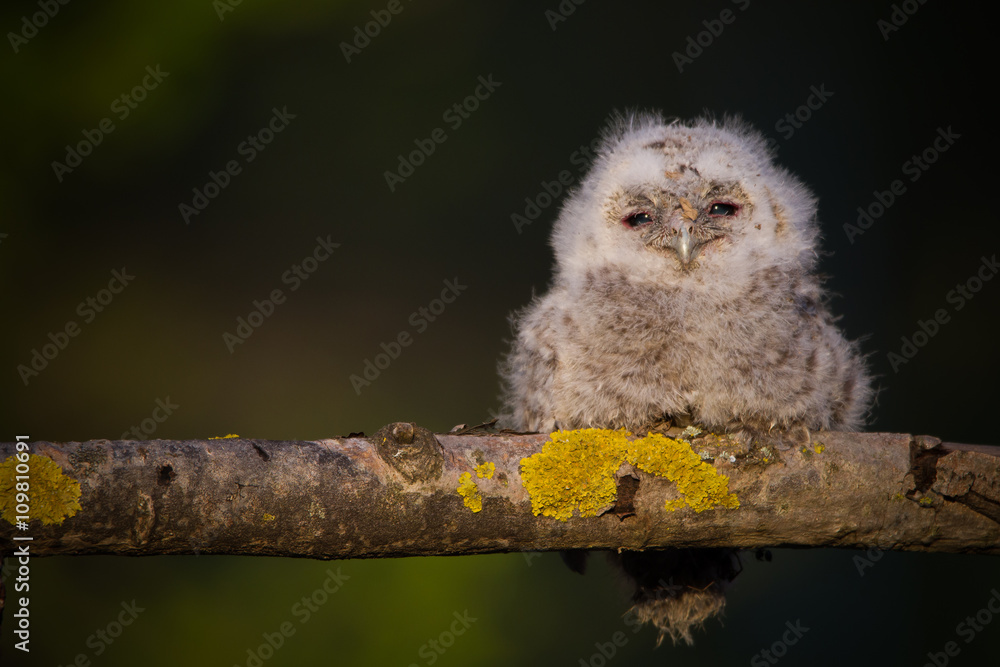 Fototapeta premium Mlody puszczyk zwyczajny